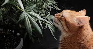 Everything You Need to Know About Marijuana Seeds Ohio