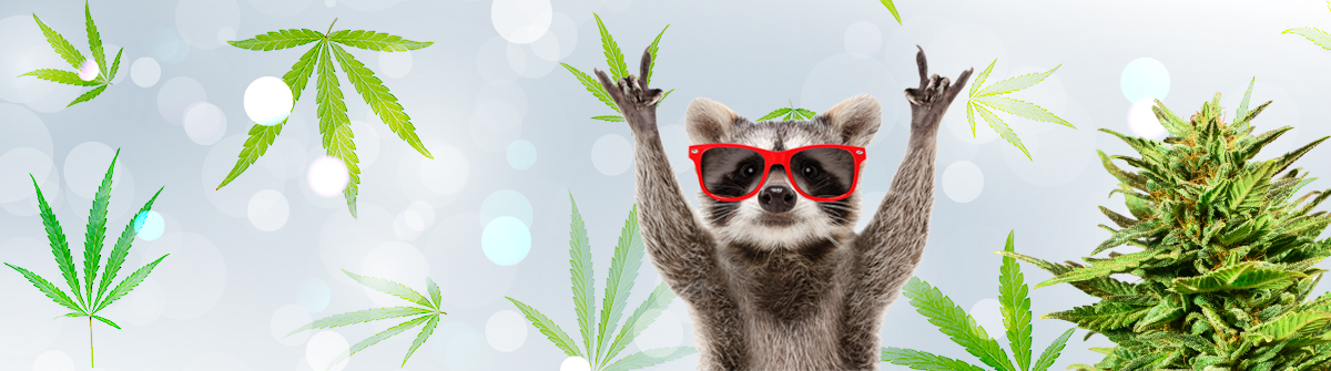 Everything You Need to Know About Marijuana Seeds Ohio